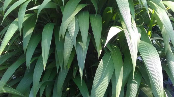 Setaria palmifolia. A Agrocampus Ouest, à Angers (49).